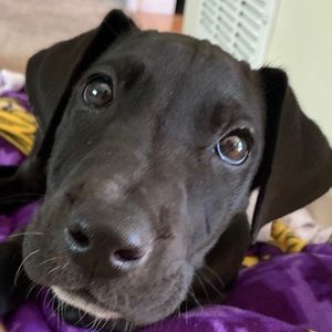 Meet your Posher, William